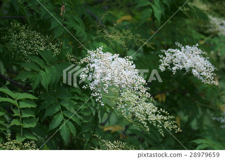 Nanakamado七種語言“謹慎” 28979659