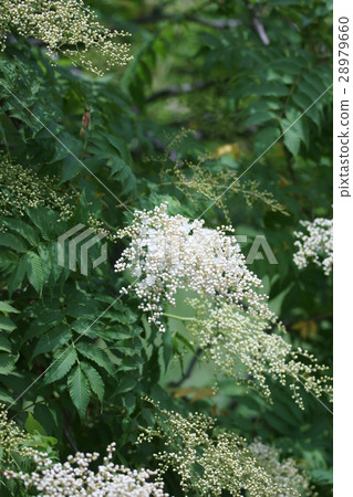 Nanakamado seven languages are "cautious" 28979660