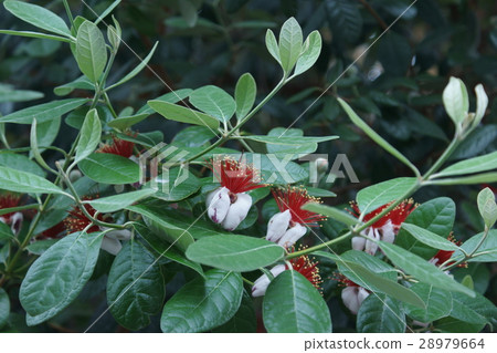 Fejoa is a "fruitful life" 28979664