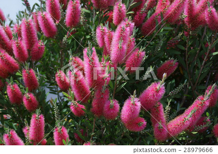 Hanagi mushroom brush tree The flower language is "Flame of love" 28979666