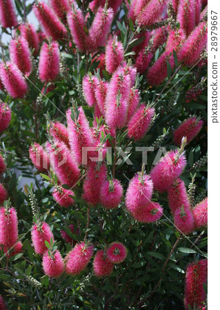 Hanagi蘑菇刷樹花語言是“愛的火焰” 28979667