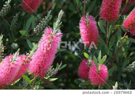 Hanagi蘑菇刷樹花語言是“愛的火焰” 28979668