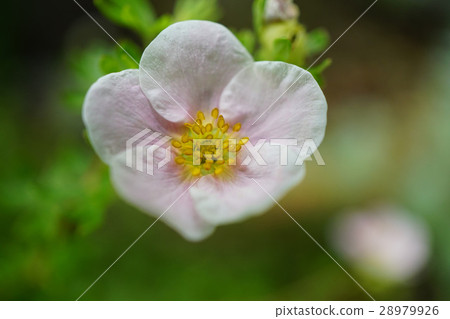 Pale pink is beautiful Kin Robe Pale pink is beautiful Kin Robe 28979926