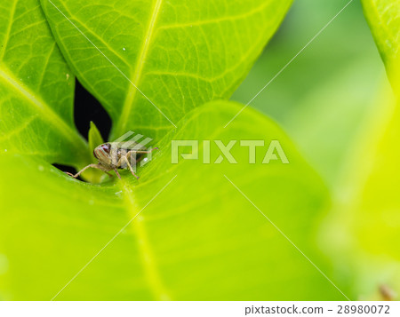 Lucust Perched on Green Leaf Lucust Perched on Green Leaf 28980072