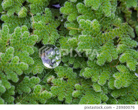 Water Drop on Water Fern Water Drop on Water Fern 28980076