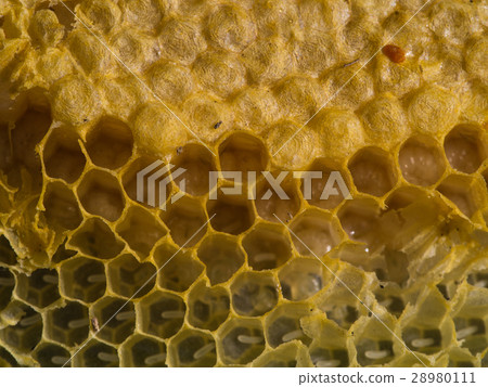 Wild Honeycomb filled with Honey Bee Wild Honeycomb filled with Honey Bee 28980111