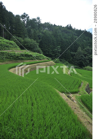 Rice terrace in early summer Rice terrace in early summer 28980826