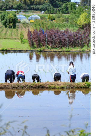 A beautiful paddy field rice planting experience in Harun Nenuma rice fields 28980846