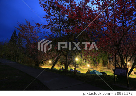 Night Sakura at Wuling Farm Night Sakura at Wuling Farm 28981172