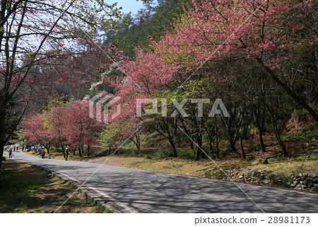 武陵農場 28981173