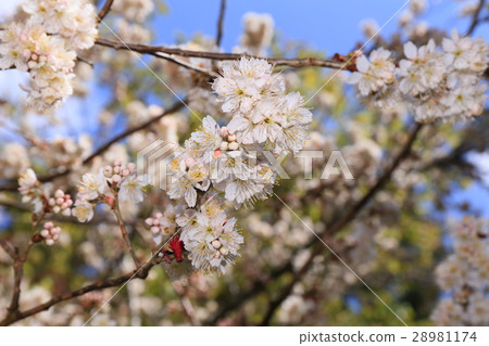 梨山文物陳列館 梨山文物陳列館 28981174