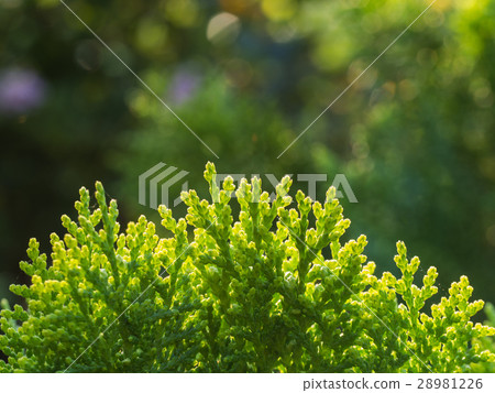 Top of Chinese Arborvitae Plant Top of Chinese Arborvitae Plant 28981226