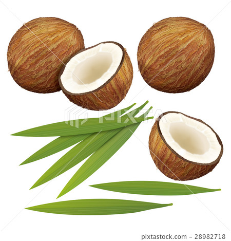 椰子巴拉 28982718