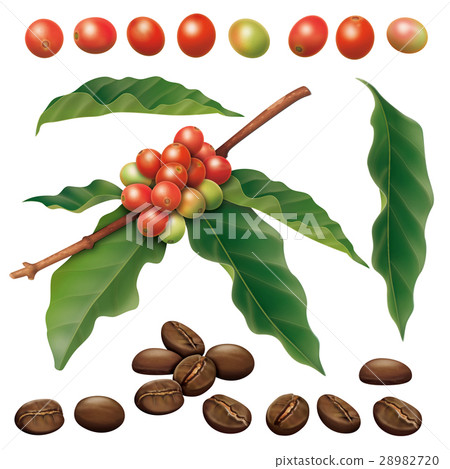 Coffee seeds 28982720