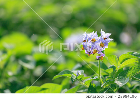 Menuma米領域土豆花土豆領域 Menuma米領域土豆花土豆領域 28984190