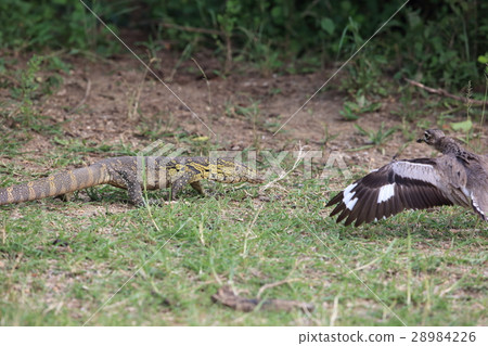 Nile lizard and Mizubaneishitari 28984226