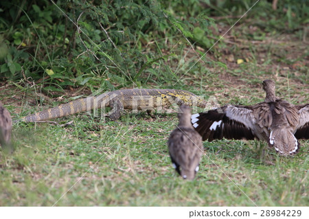 Nile lizard and Mizubaneishitari 28984229