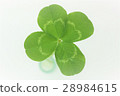 四葉三葉草 28984615