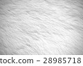 White, hairy, animal 28985718