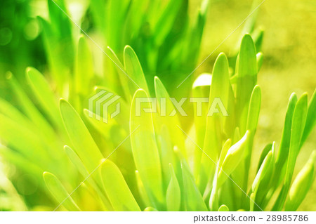 Green grass  bokeh nature background. 28985786