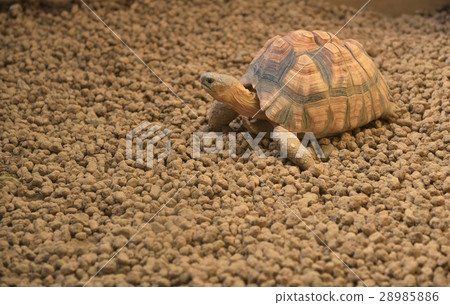 Haughty tortoise 28985886