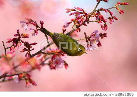 Meiro and okame bush Meiro and okame bush 28985896