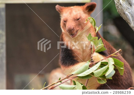 Kinovori Kangaroo in a meal Kinovori Kangaroo in a meal 28986239