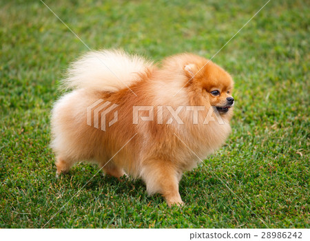 red dwarf Spitz on green lawn 28986242