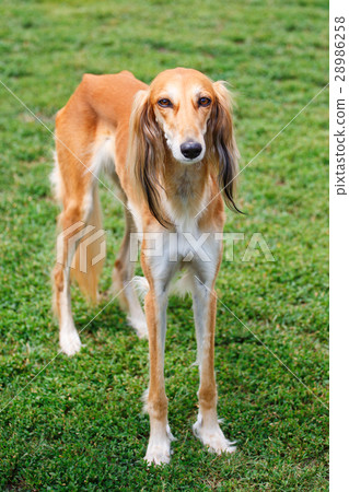 Saluki dog in the spring garden Saluki dog in the spring garden 28986258