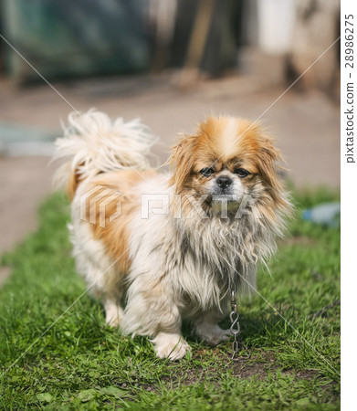 Funny red-haired pekingese dog Funny red-haired pekingese dog 28986275