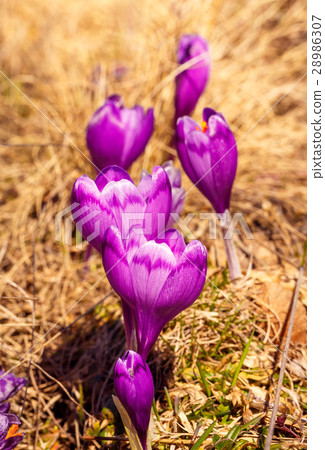 Blooming violet crocuses in mountains Blooming violet crocuses in mountains 28986307