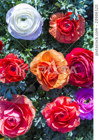 Brilliant Ranunculus Flower 28986320