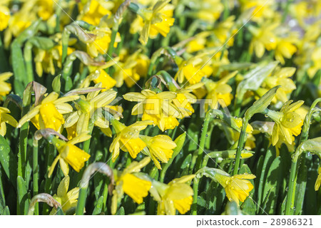 Yellow trumpet daffodil 28986321