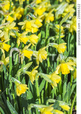 Yellow trumpet daffodil 28986322