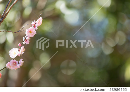 梅花模糊 梅花模糊 28986563