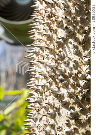 Sunabakonoki Sunabakonoki 28986582