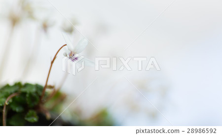 Orizuru violet Orizuru violet 28986592