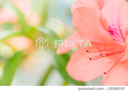 Keramatsutsuji Keramatsutsuji 28986595