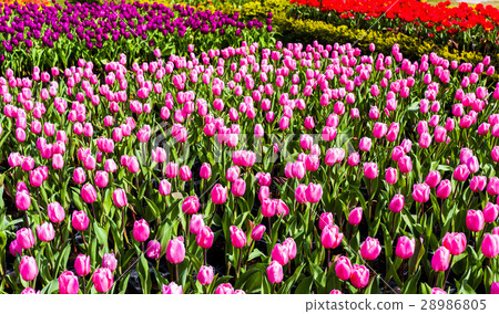 Tulip flower sea Tulip flower sea 28986805