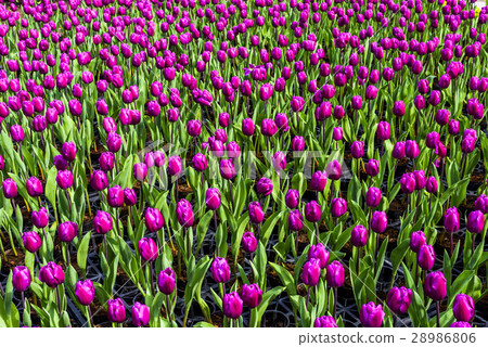 Tulip flower sea Tulip flower sea 28986806