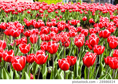 Tulip flower sea 28986814