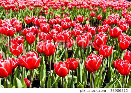 Tulip flower sea 28986815