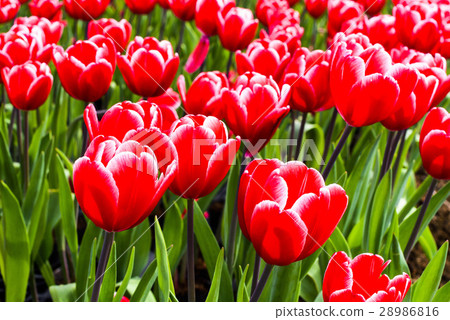 Tulip flower sea Tulip flower sea 28986816