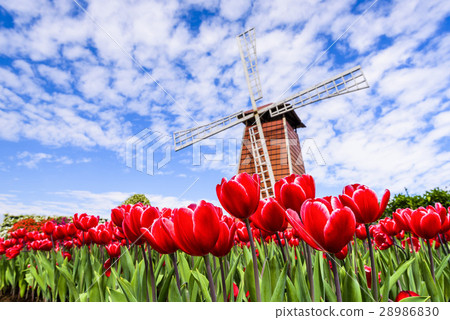 Tulip flower sea Tulip flower sea 28986830