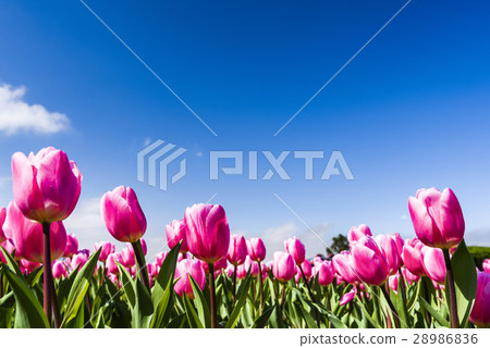 鬱金香花海 28986836