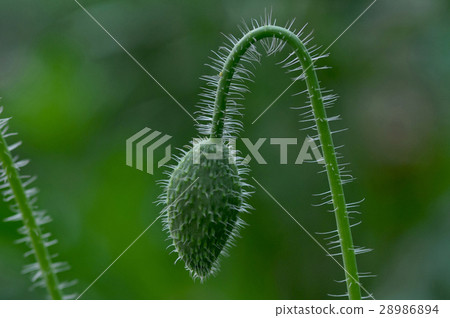 Poppy Flower (Papaver oideae) Poppy Flower (Papaver oideae) 28986894