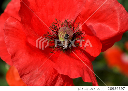 Poppy Flower (Papaver oideae) Poppy Flower (Papaver oideae) 28986897