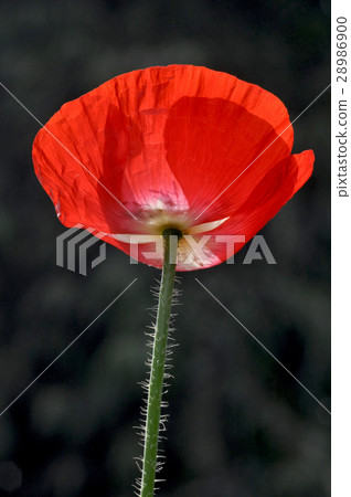 Poppy Flower (Papaver oideae) Poppy Flower (Papaver oideae) 28986900