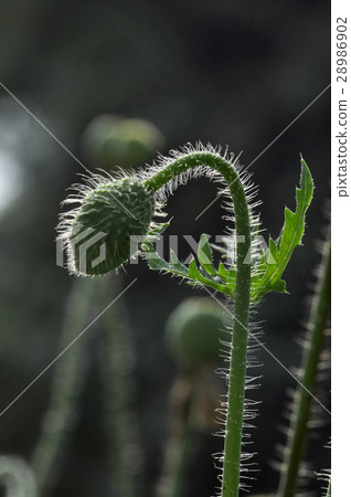 Poppy Flower (Papaver oideae) 28986902