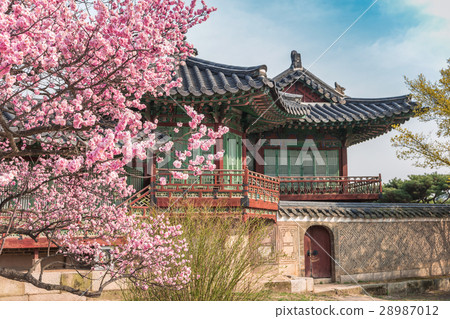 Spring Cherry Blossom, Seoul, South Korea Spring Cherry Blossom, Seoul, South Korea 28987012